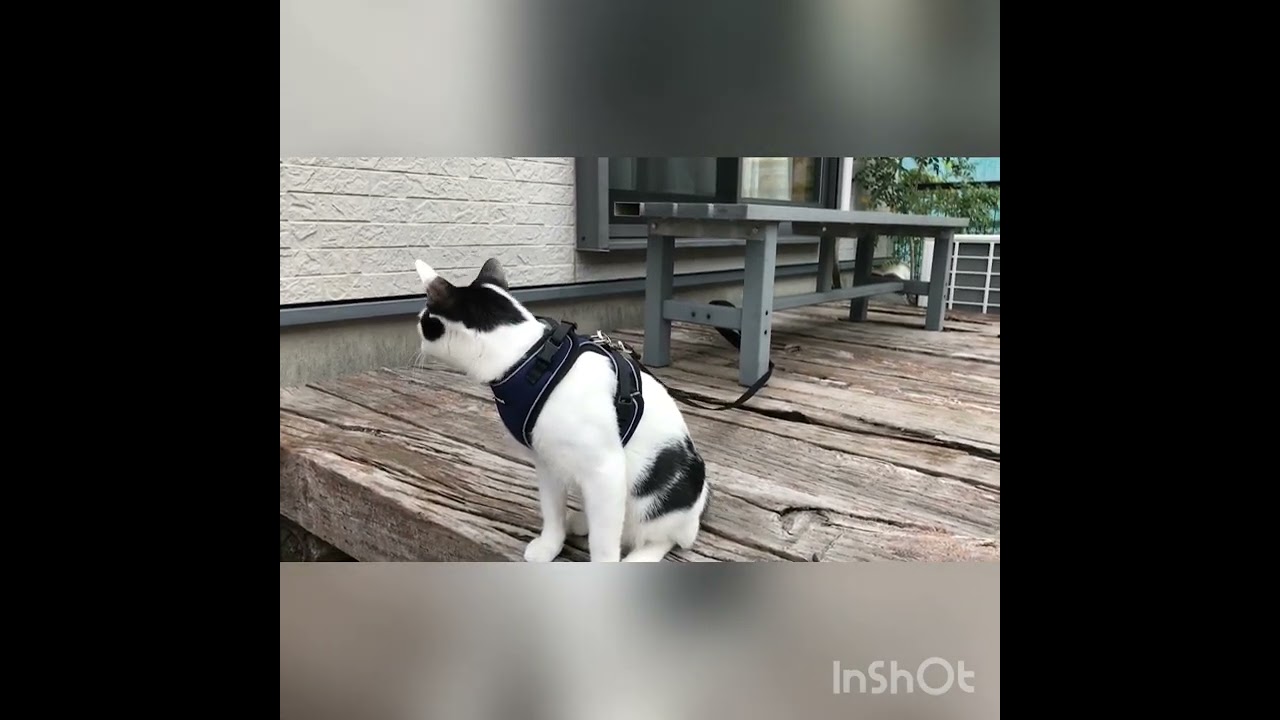 「お外は落ち着かないにゃ　にゃお　にゃお〜」