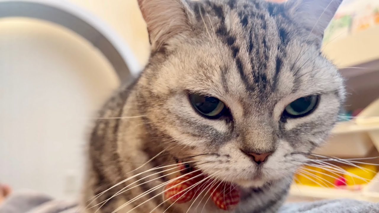 確認してからじゃおそいのよ #猫 #アメリカンショートヘア