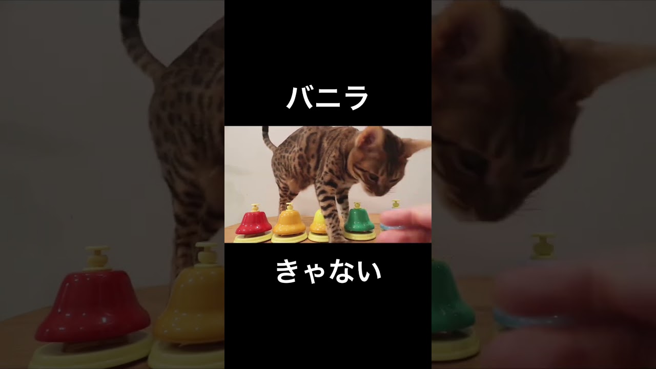 猫様は賢い！！#shorts #ベンガル猫 #バニラ#きゃない