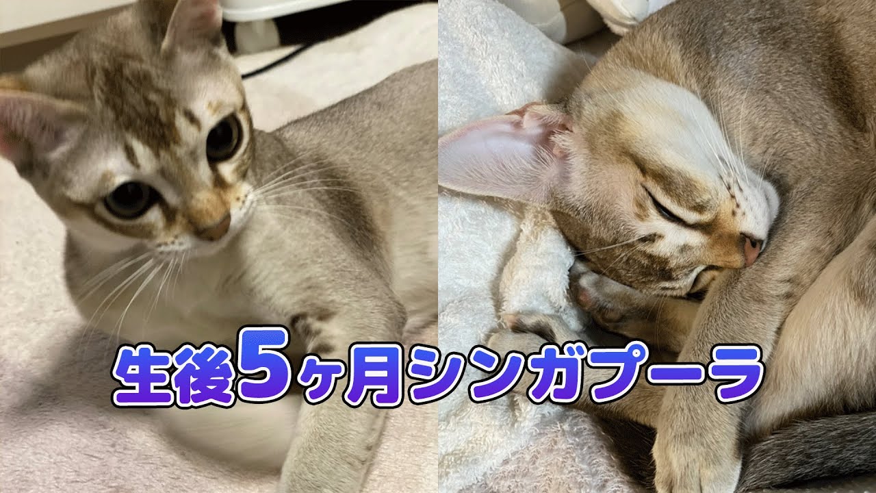 生後5ヶ月シンガプーラの赤ちゃん#kitten #cat #シンガープーラ #子猫