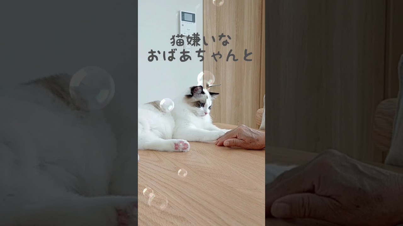 猫嫌いだったおばあちゃんと猫♡#ラグドール #cat #ねこ #ragdoll #猫のいる暮らし #おばあちゃんと猫 #kitten #猫 #shorts #ラグドール子猫