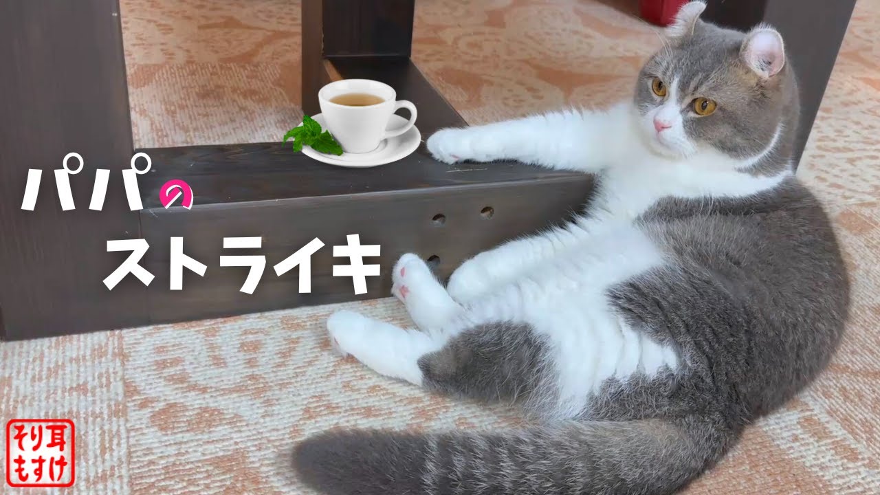 やる気が１ミリもなくなった、親父みたいな猫。