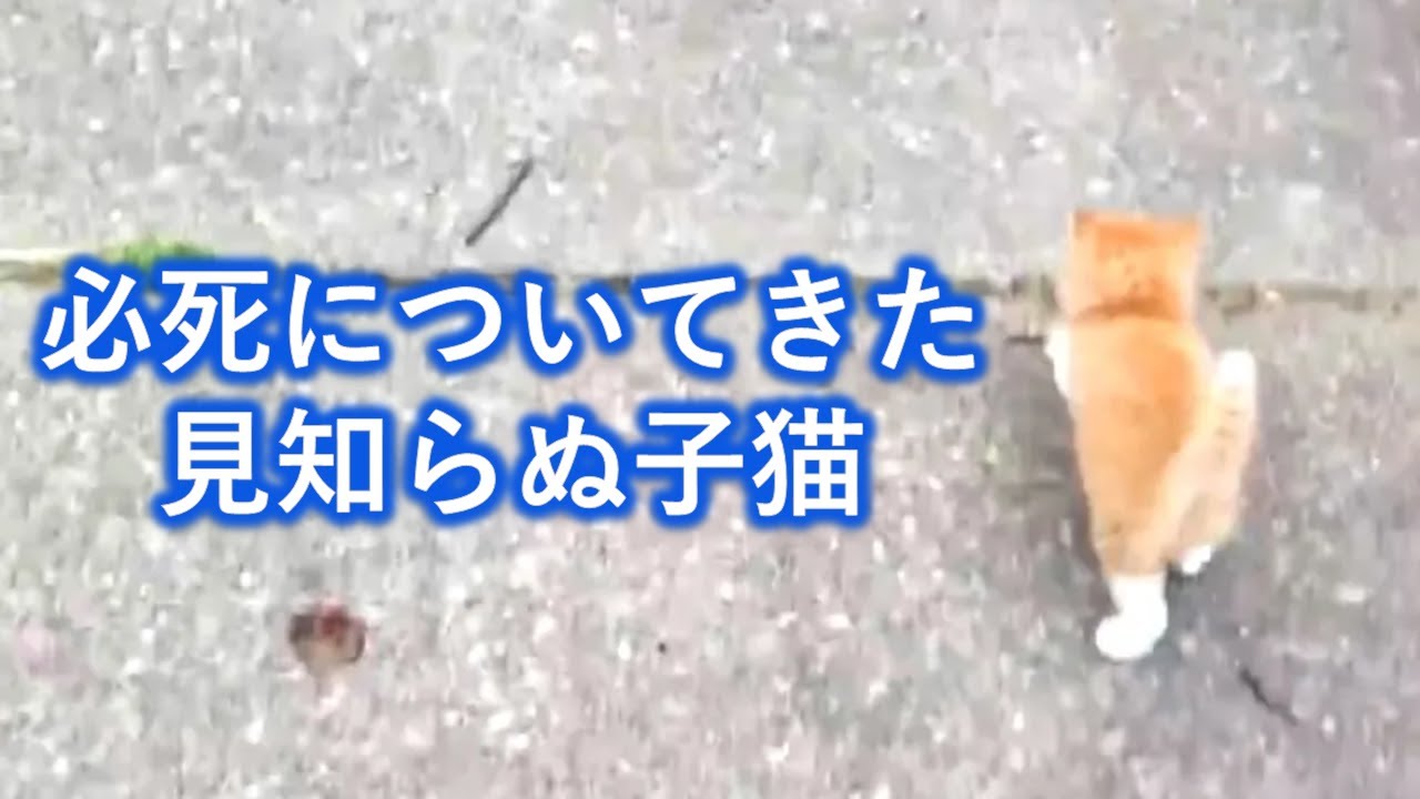 おいてかないで！愛犬との散歩中、見知らぬ子猫が必死についてきた。