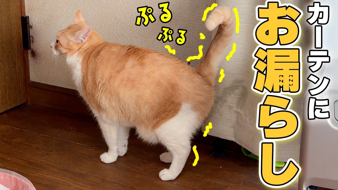 ついにロビンが実家でもやらかしてしまいました…【放尿】