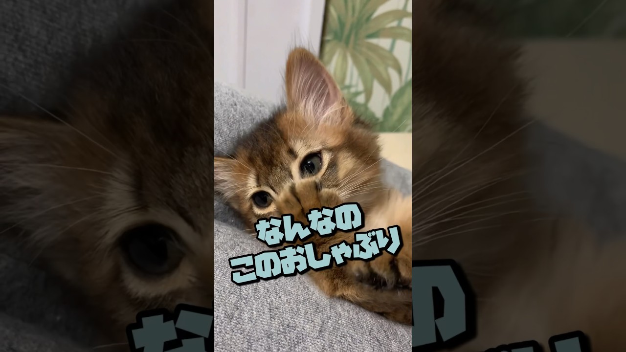 おいしいはずなのに表情が険しい猫