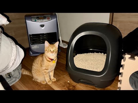【保護猫】子猫を撮ってたら怖い事が起こりました…