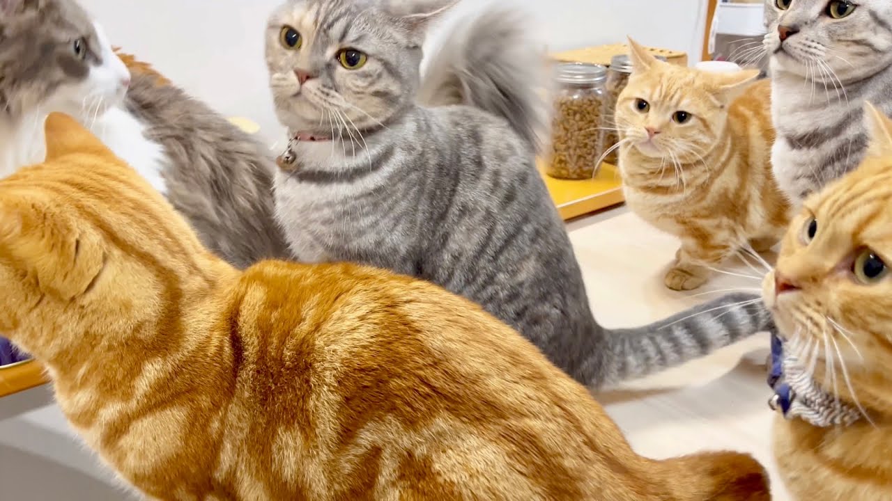 何も起きないとっても平和な猫たちのごはんタイム #猫 #マンチカン