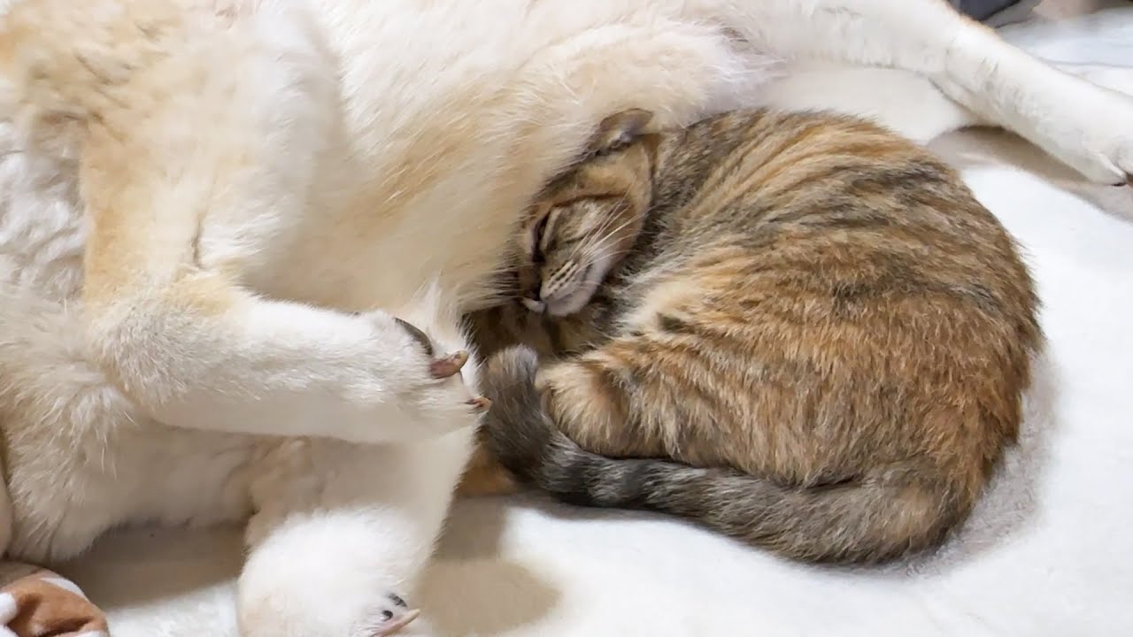 猫なつっこい子猫は柴犬のお腹に埋もれてお昼寝をします。