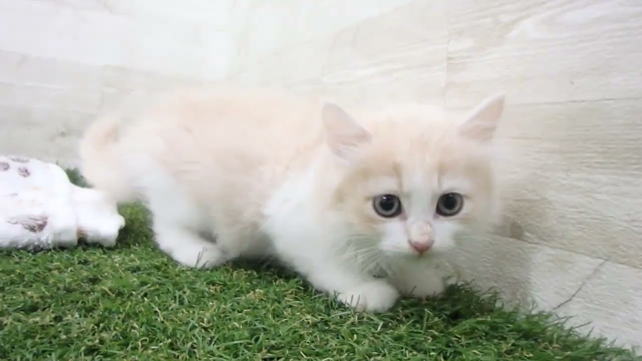 ペットショップcoo&riku No.00656948 ラガマフィン