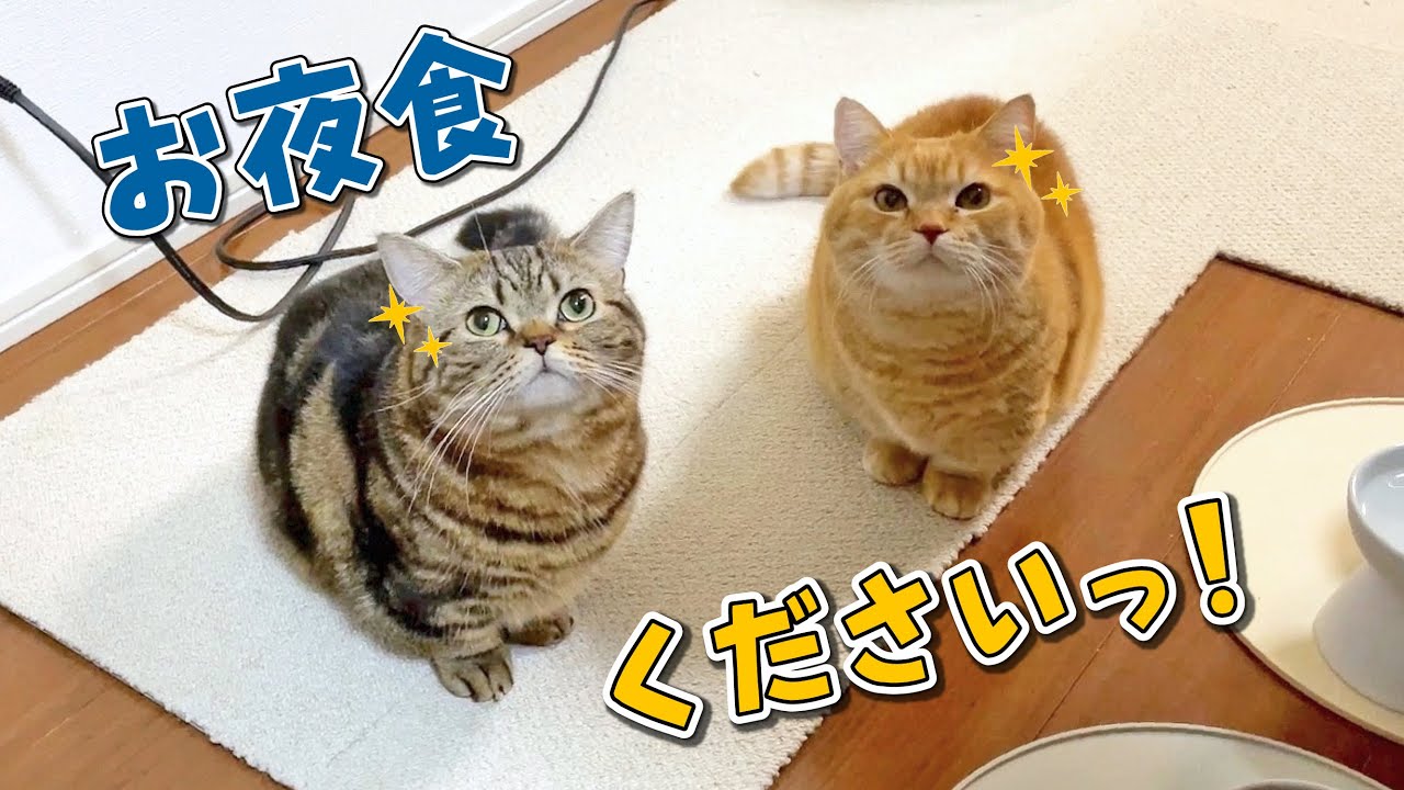 夜食がほしくてキラッキラの顔で圧をかけてくる猫たちには勝てません…笑