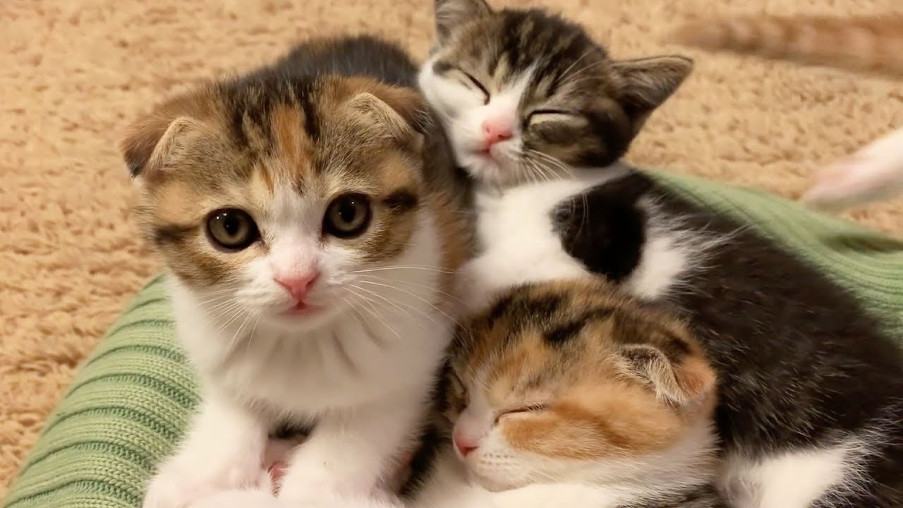 大きくなった子猫たちとパパ猫が再会しました！