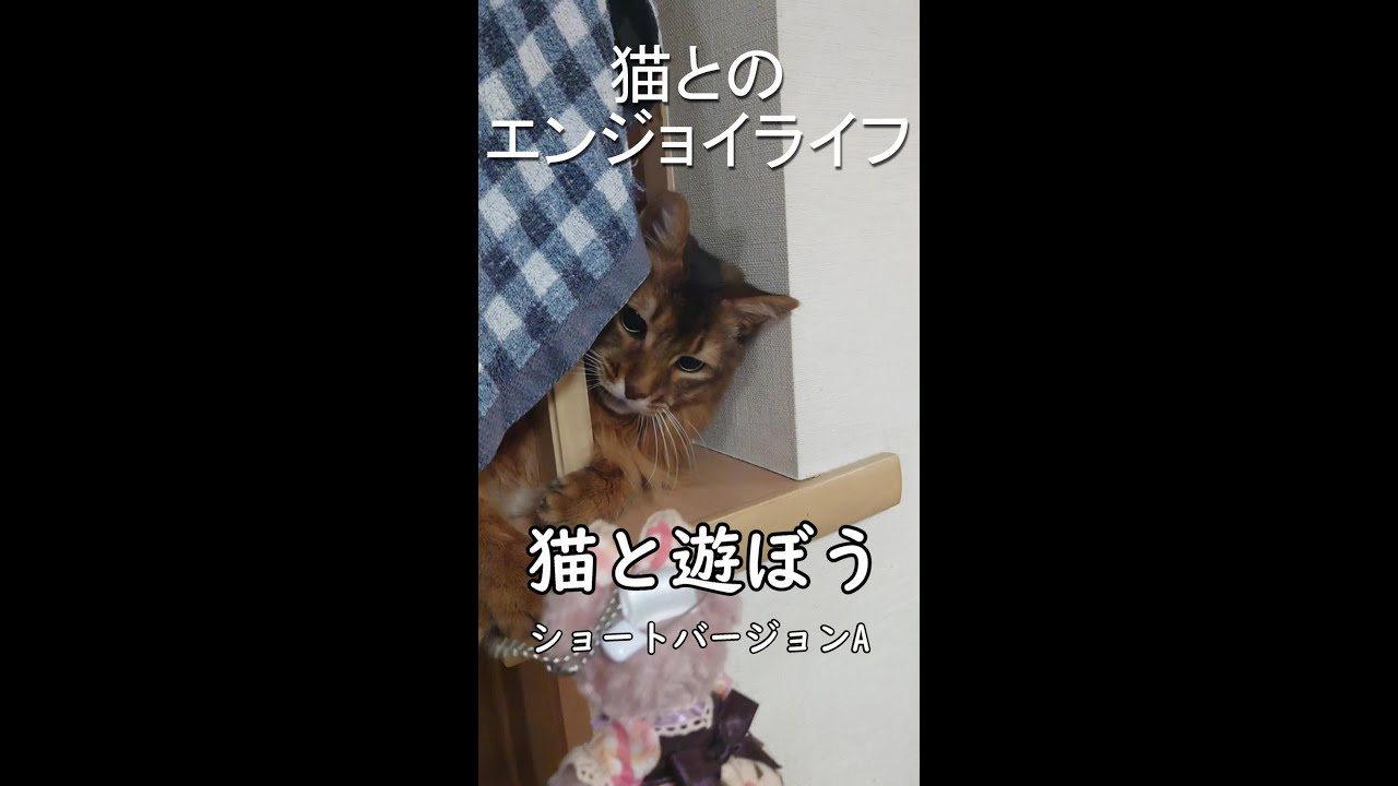 猫と遊ぼう～ソマリとぬいぐるみで遊んでみたら大興奮！！（ショートバージョン）