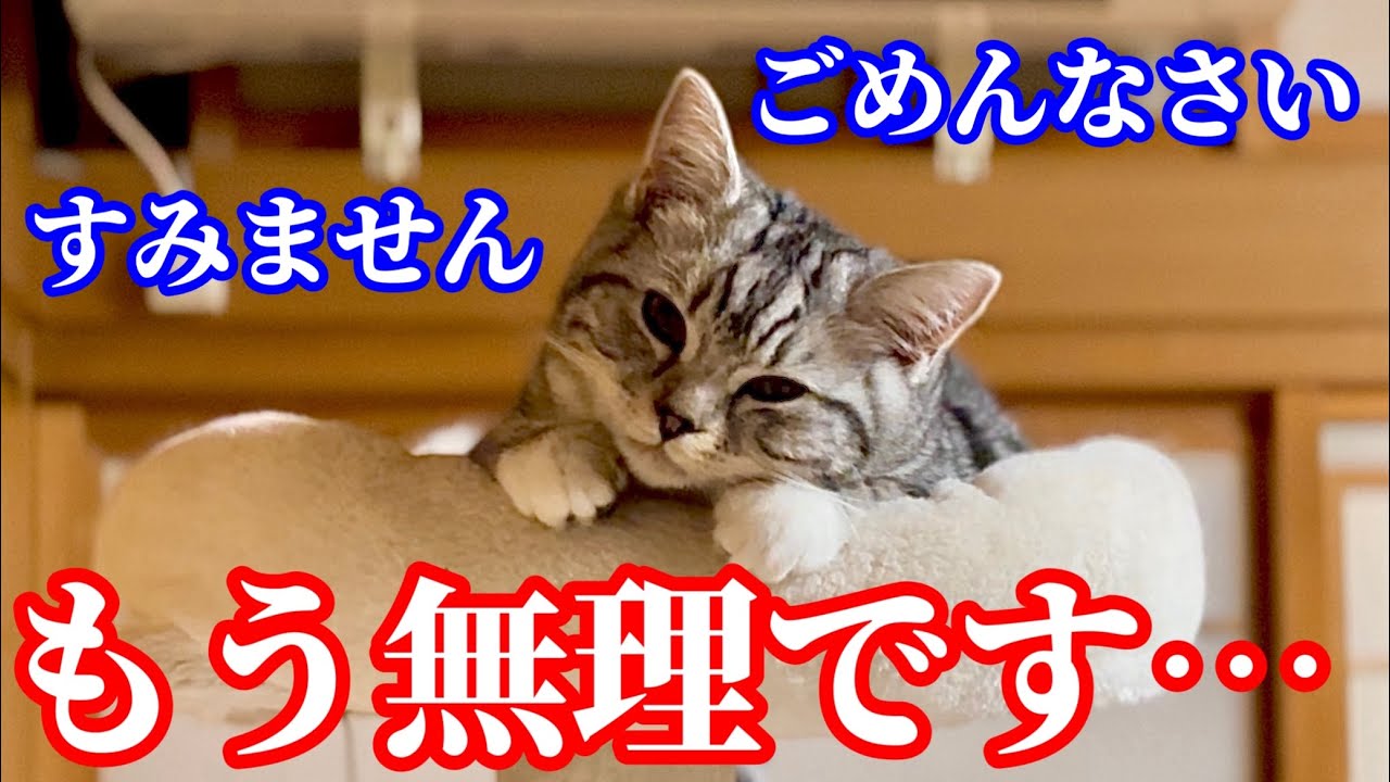 【もう無理】マンチカン子猫とオッドアイ先住猫の動画