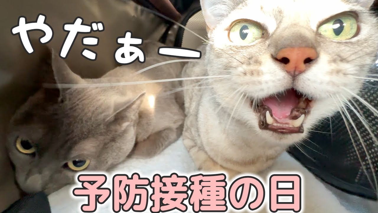 年1の予防接種と健康診断の反応が意外すぎた…！