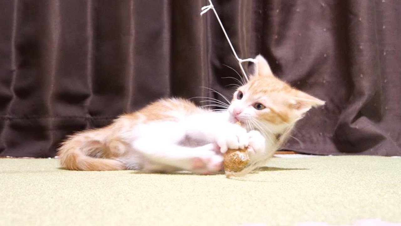 卒業2日前の子猫たち。仲良く猫じゃらしで遊びまくる。【赤ちゃん猫　保護猫】