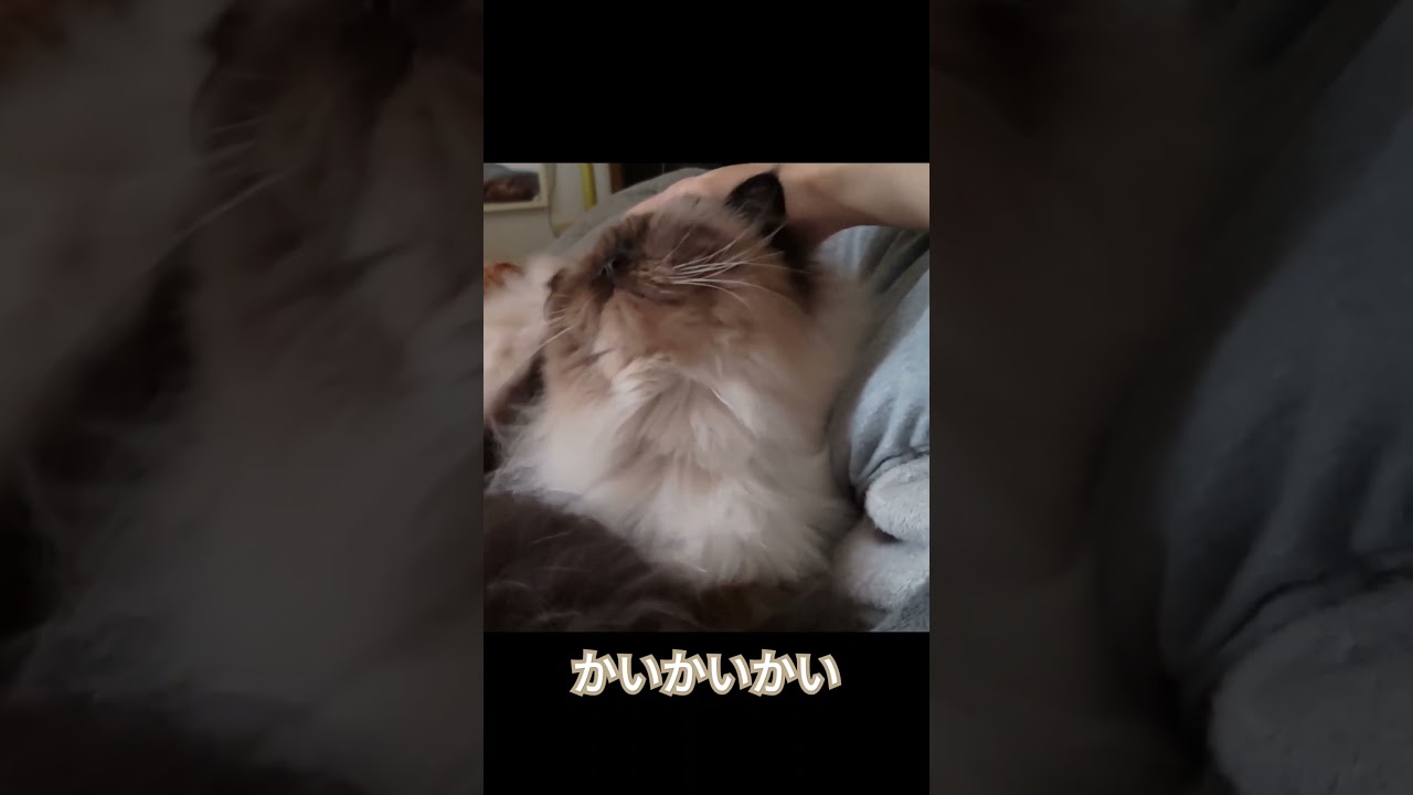 【ヒマラヤン】自分でもかきたい