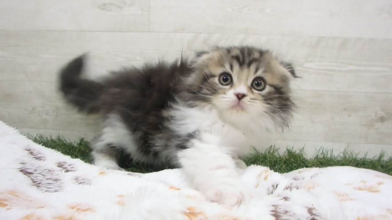 Coo&RIKU　No00656428 スコティッシュフォールド