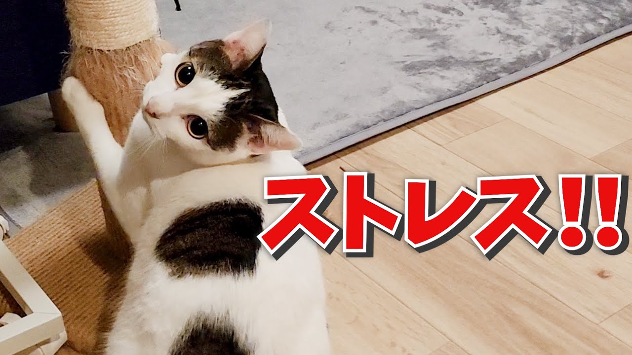 遅くに帰宅した飼い主に無言でストレスアピールをしてくる猫