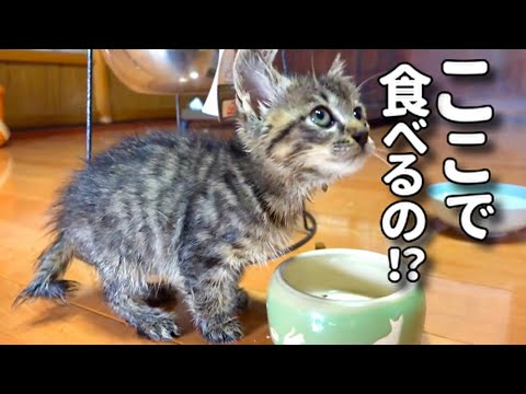 【初めてワンコたちの食事会に招かれた子猫。】@taipi 【切り抜き】