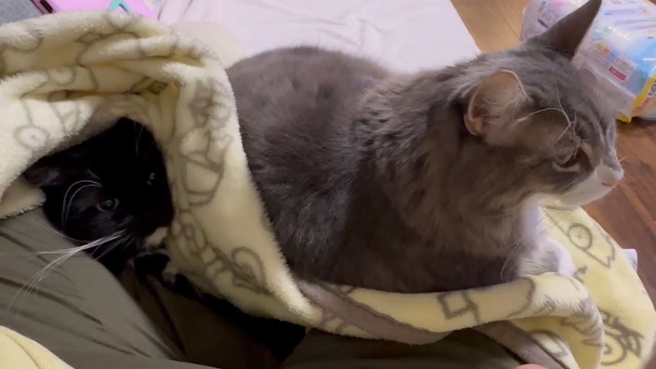 毛布に潜り踏まれそうになる猫　ラガマフィンA cat that crawls under a blanket and is about to be stepped on. Ragamuffin