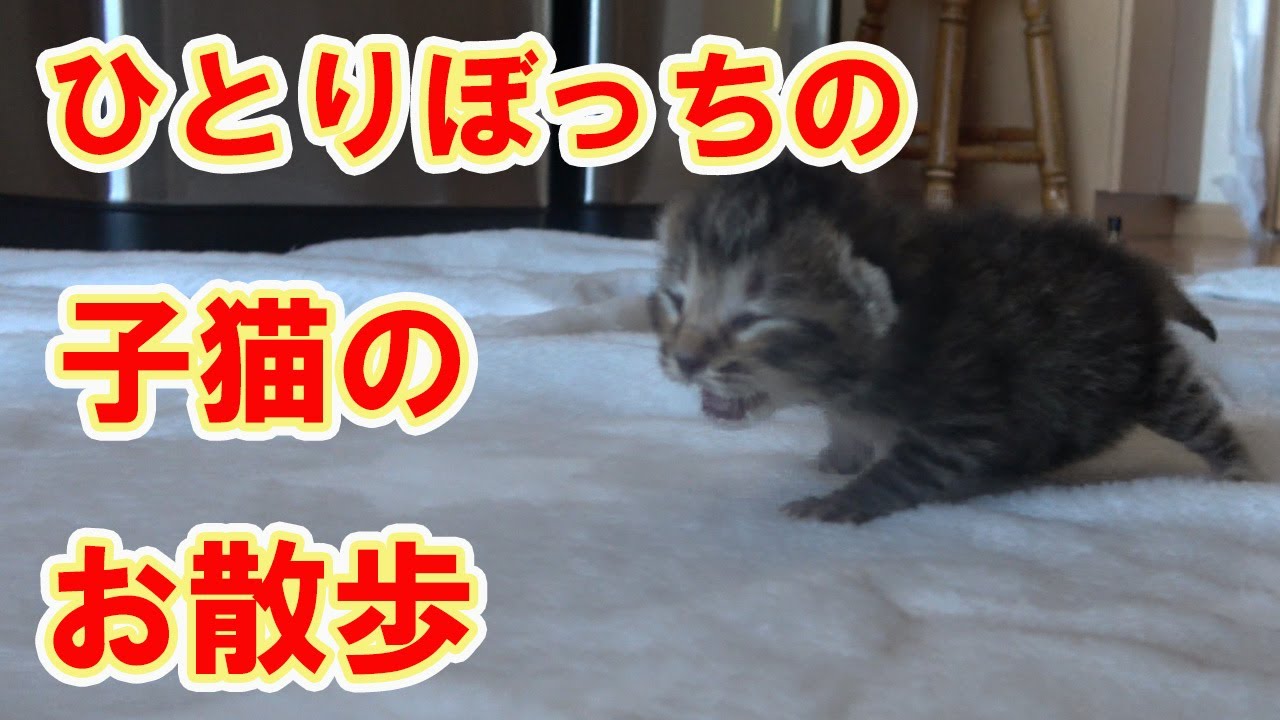 【保護猫】レスキューした子猫⑨目が開いていないのに、見えている様に歩く子猫