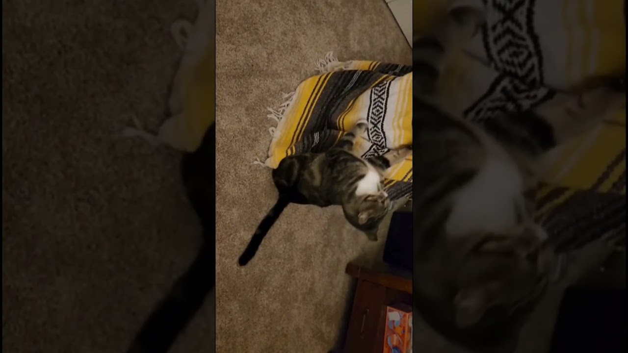 Catnip Tango! #catshorts #crazycat