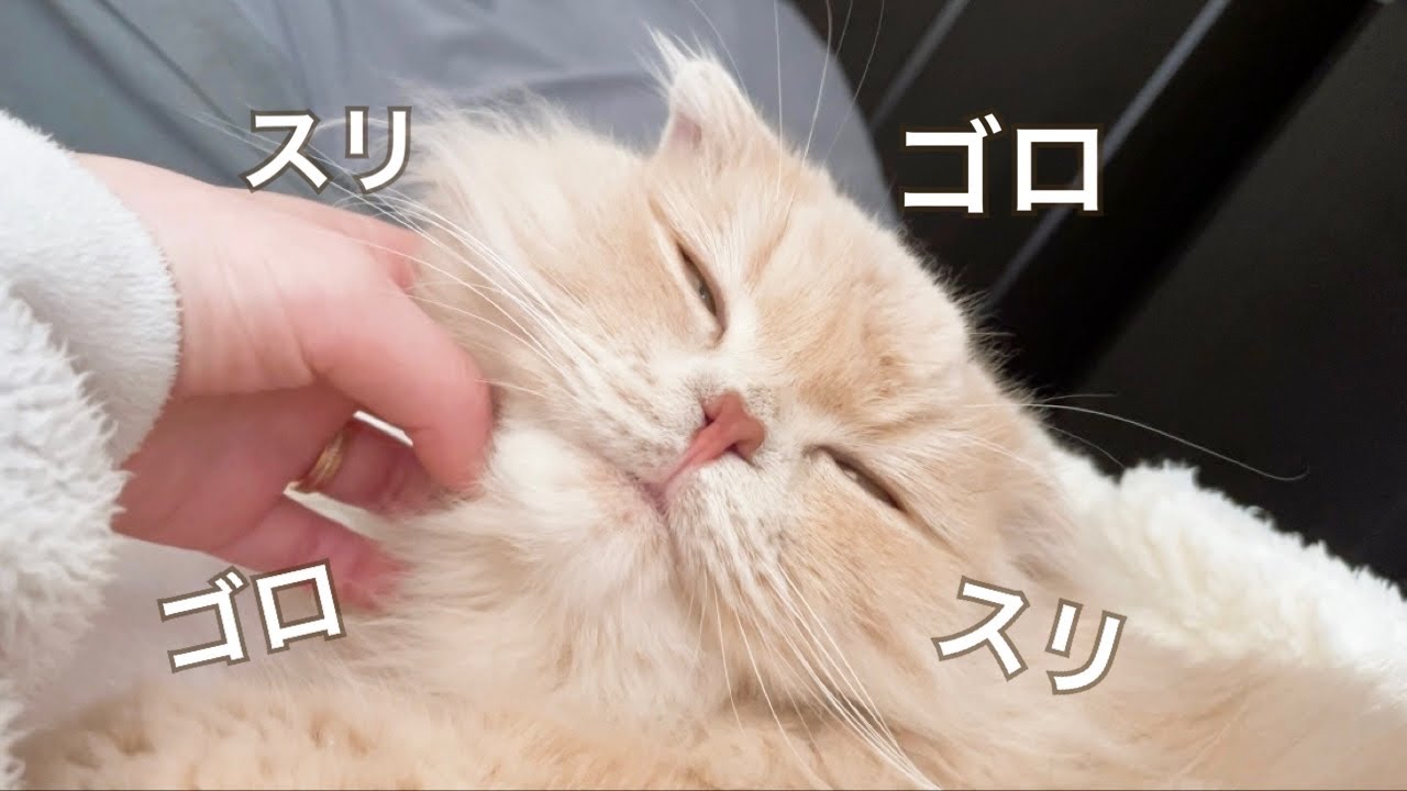 寝る時間になると子猫みたいに甘えん坊になる猫が可愛い【スコティッシュフォールド】【マンチカン】