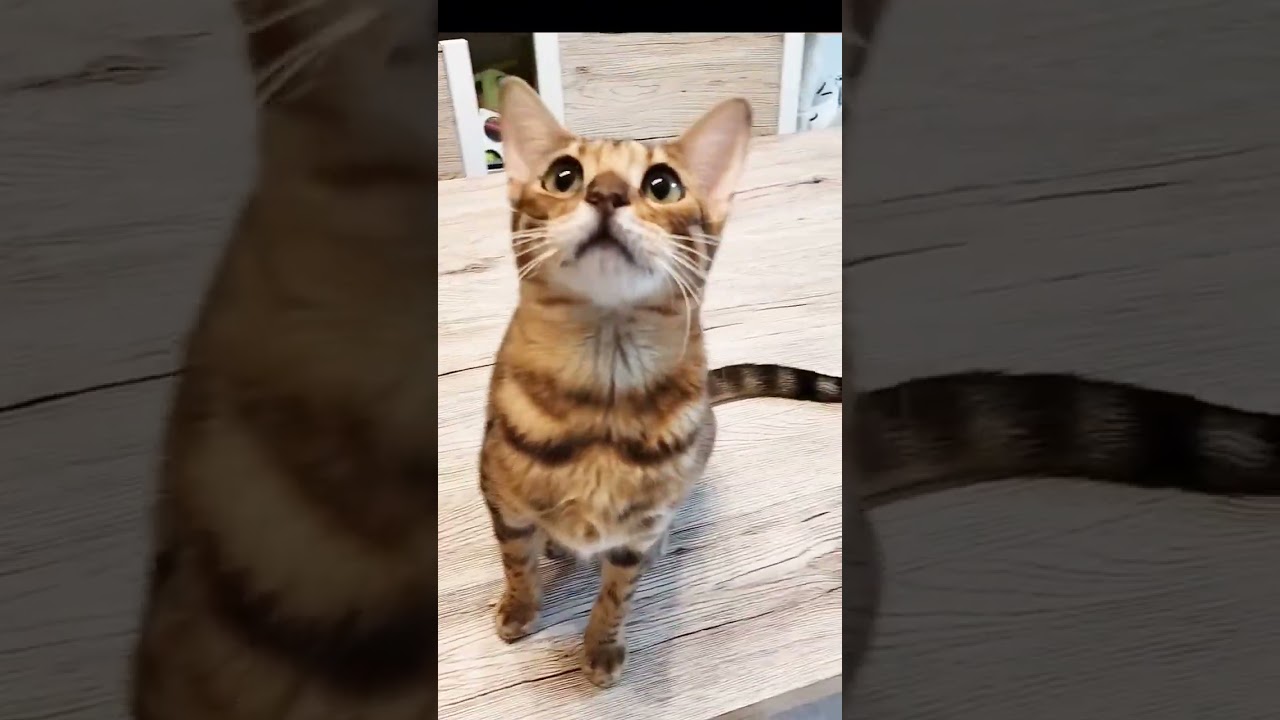 アイドル　#cat #猫 #shorts #youtubeshorts #かわいい #ベンガル #bengalcat