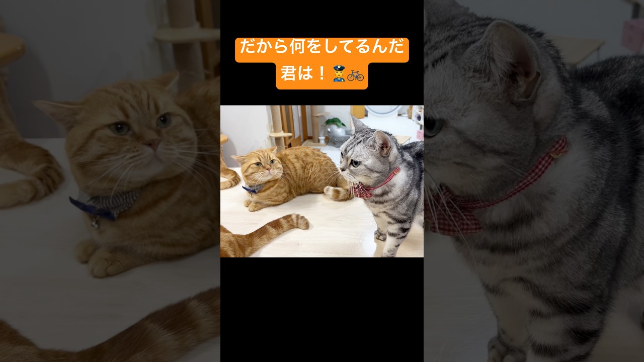 茶々巡査の疑問 #猫 #マンチカン #shorts