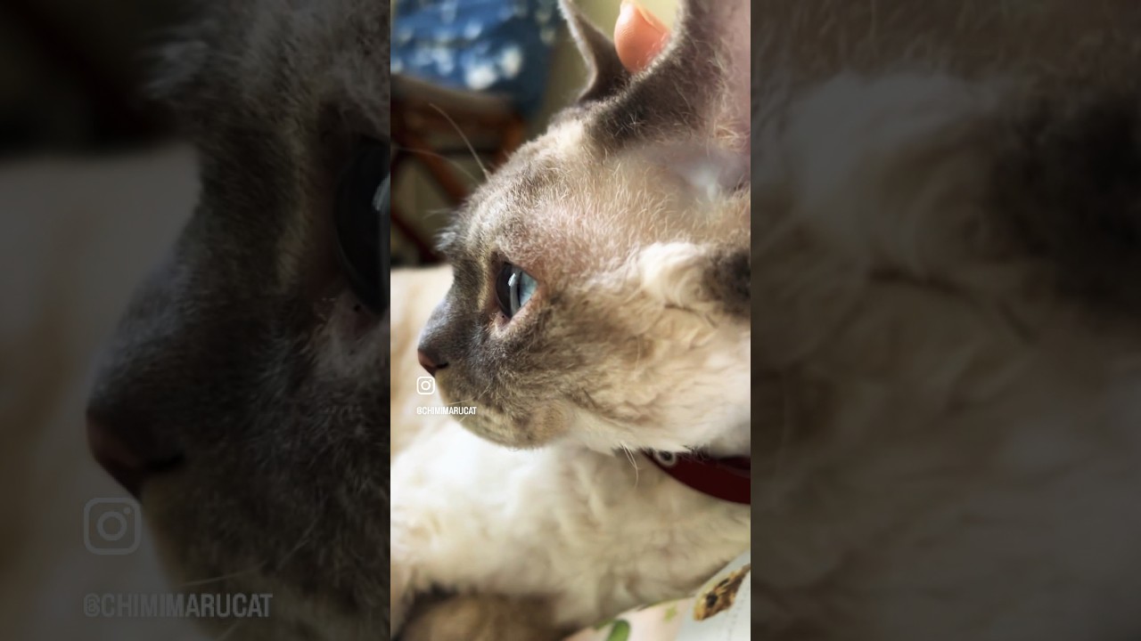 Happy Friday☀️from Chimi🧡 #devonrex #cat #デボンレックス