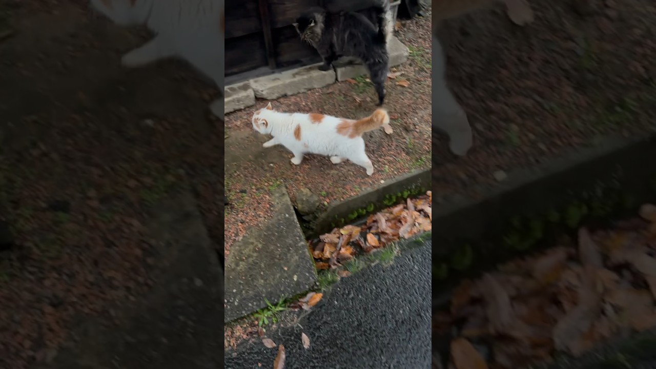 オオタクンについていくまーくんのゴロゴロ音 231201 #猫に恩返し #cat #shorts