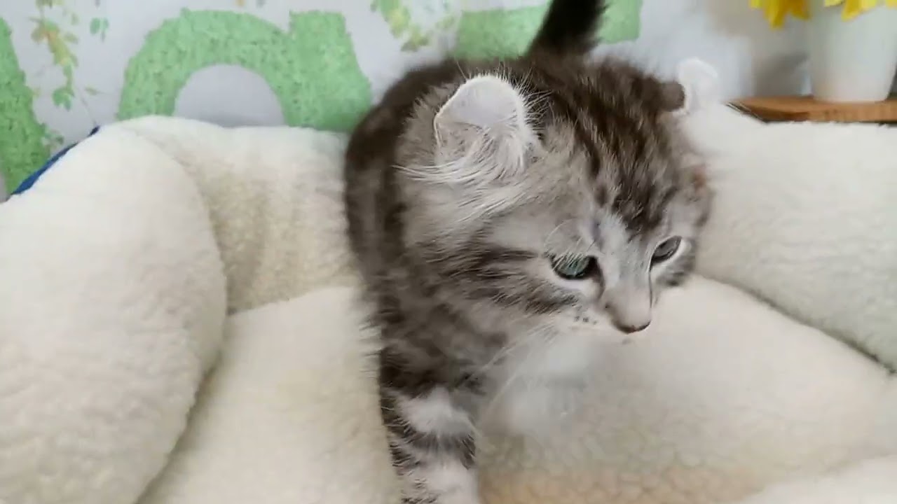 657508 アメリカンカール