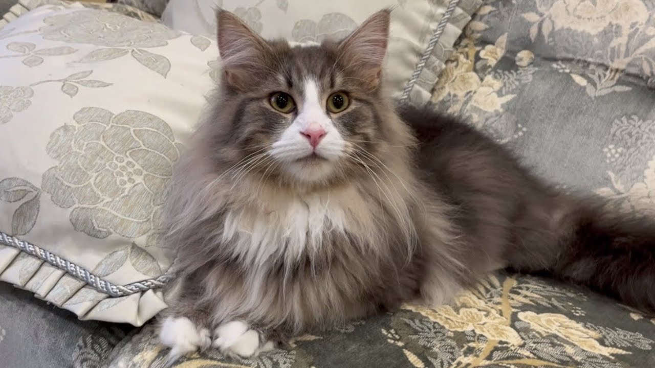 【無気力w】いつも元気なノルウェージャンフォレストキャットキキのゴロゴロ特集✨