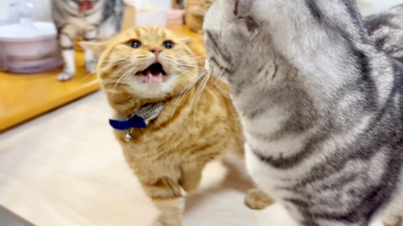 息子にちょっかいを出した直後にかわいい声で気合いを出したパパ猫 #猫 #マンチカン