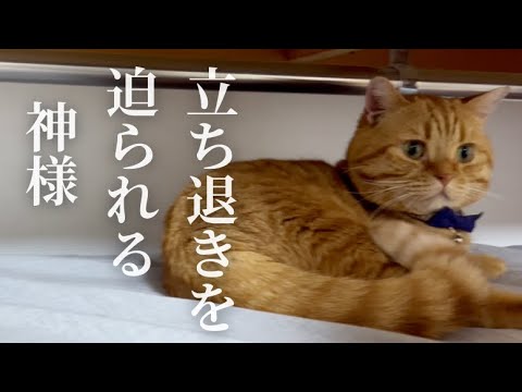立ち退きを迫られるクローゼットの神様 #猫 #マンチカン