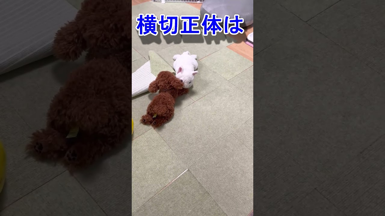 何が横切った？#toypoodle#puppy
