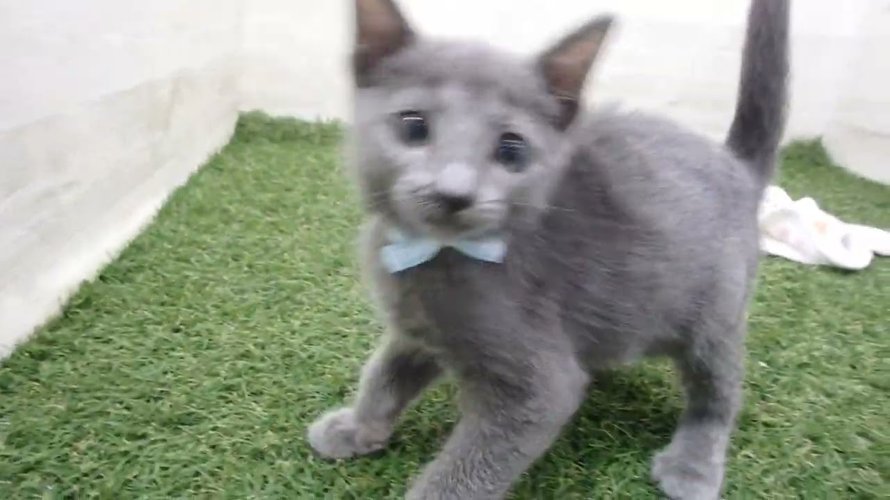 Coo&RIKU　No00655689 ロシアンブルー