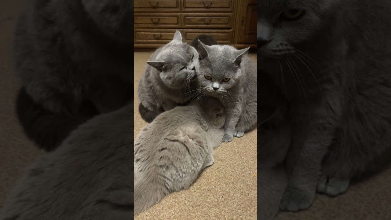 3 British cats love and affection