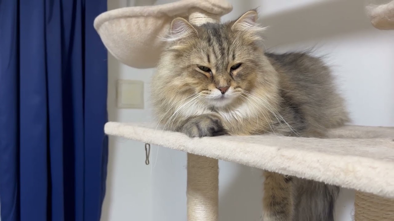 夜の癒しの猫😀CatVlog867