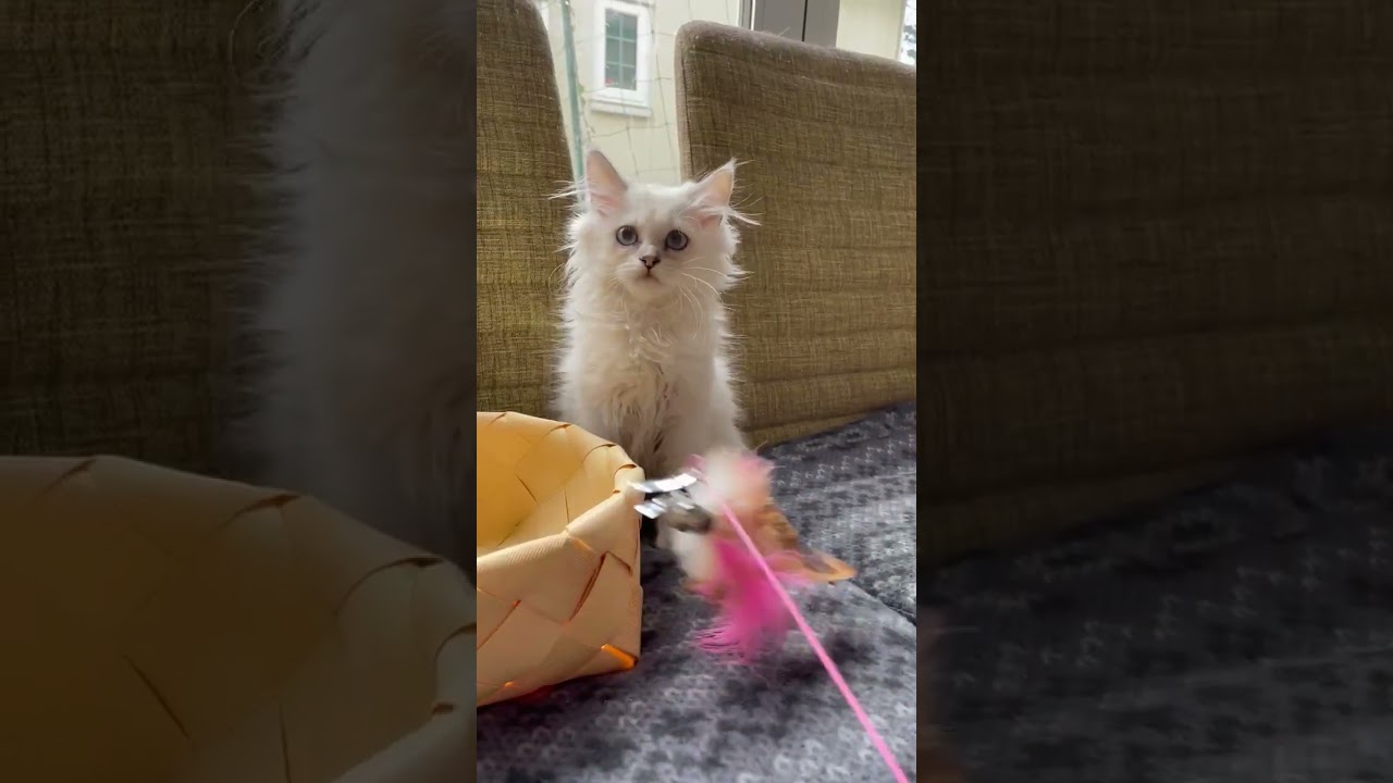 アメリカンカール 明るく前向き、モットーとして生まれつき、生来持ち続けている貴重な子