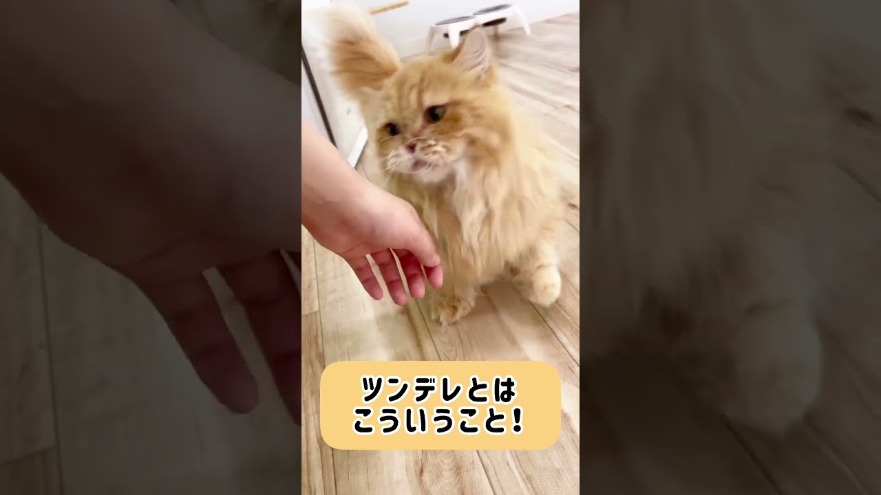 ツンデレ猫のお手本のような猫ちゃん❤️#にゃんずはうす #元繁殖場猫 #保護猫カフェ #マンチカン