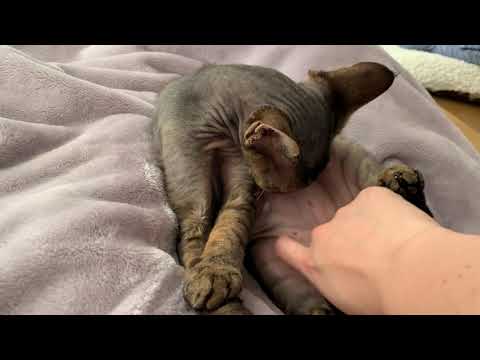 デボンレックス弟が念入りなグルーミングをしています(Devon Rex cat's  grooming)