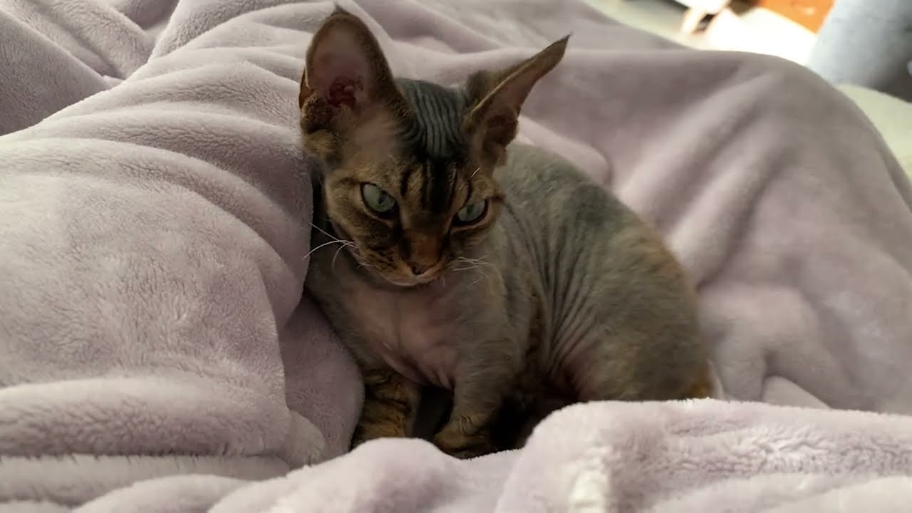 昼寝をしたいデボンレックス弟にちょっかい出して遊びました(Playing with sleepy Devon Rex cat)