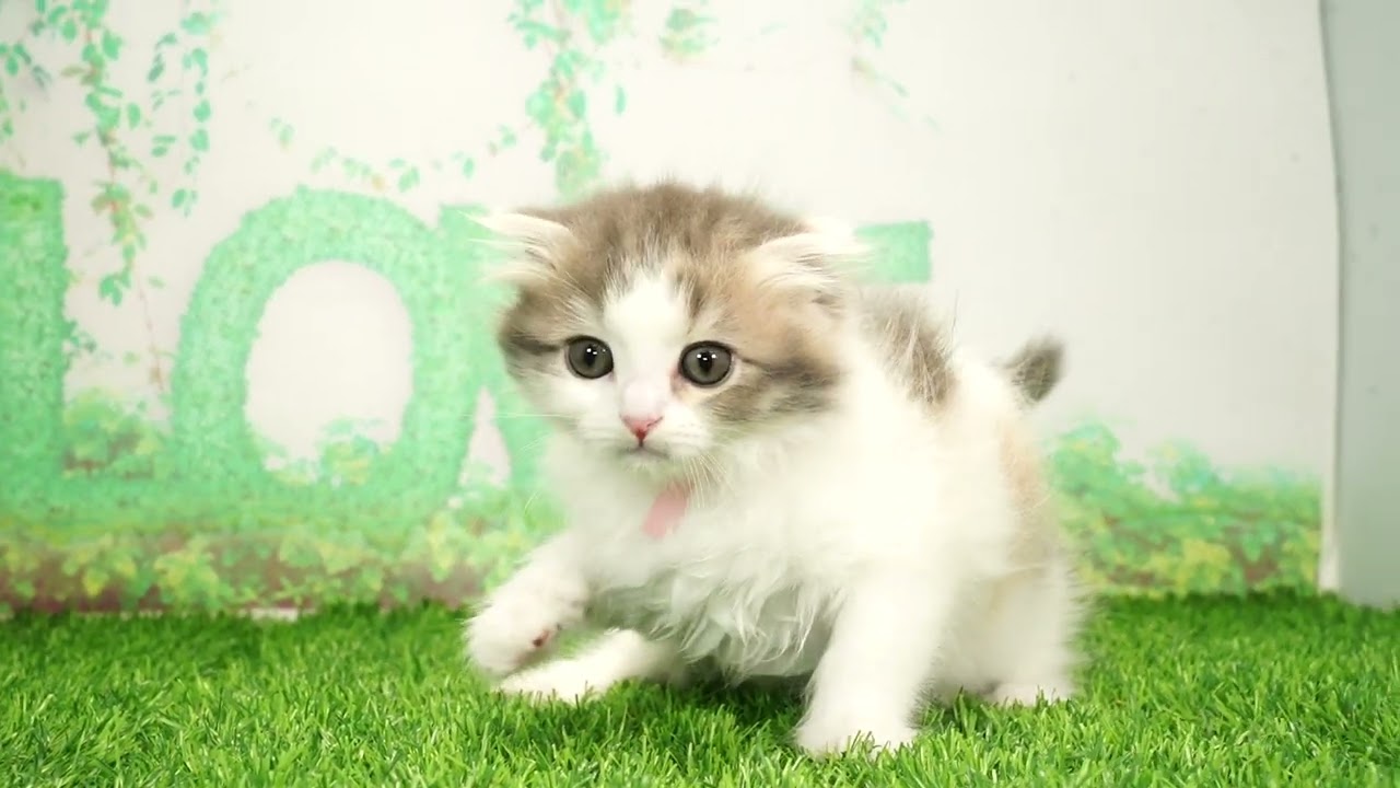 Coo&RIKU　No657264　スコティッシュフォールド