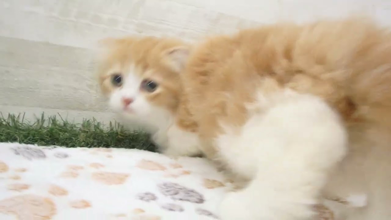 Coo&RIKU　No00654738 スコティッシュフォールド