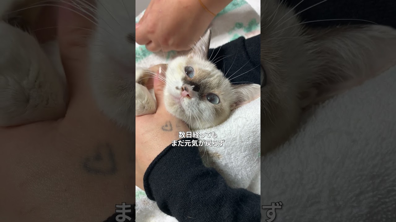 死亡率99.9%の病気に襲われた子猫の奇跡