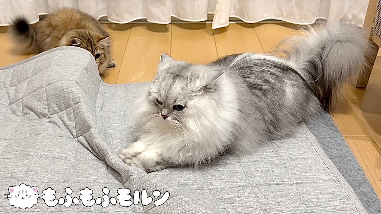 カーペットを替えると猫が驚きの行動に… 【サイベリアン】
