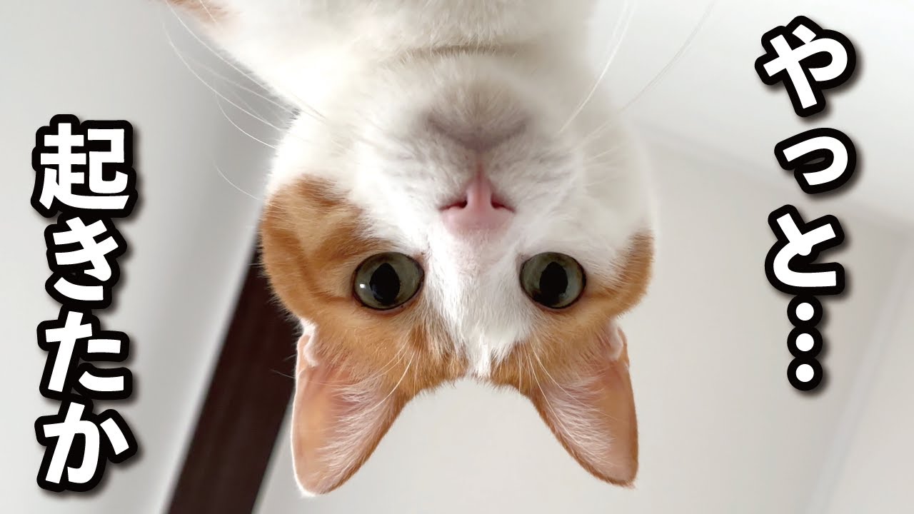 【甘えんぼ猫】朝目覚めると猫に見下ろされていました…