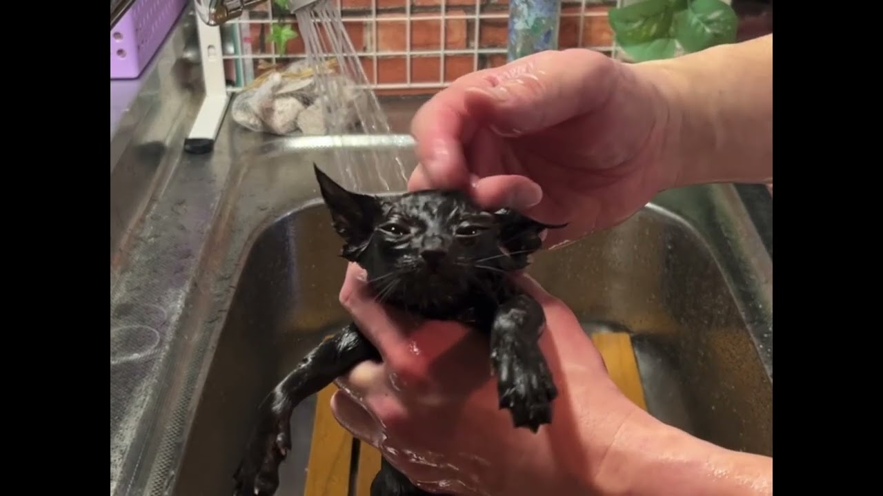 【ナナハチ’s ROOM】ボンベイ⭐️太郎くんの入浴動画　20231123