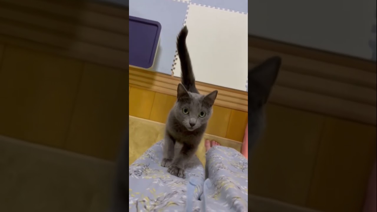 どうしてもママに抱っこして欲しい猫（ロシアンブルー）#shorts